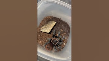 Tarantula Sounds !! #fyp  #tarantulafeeding #shortvideo #tarantulavideo #redrum #red #tarantula