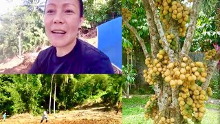 Lanzones Farming Update Nagtanim Ng Luya Buhay Probinsya
