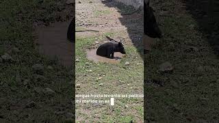 Piscina natural #bataybotas #caballos #cerdo #campo # rancho