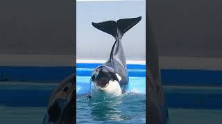 リアルシャチホコ「ルーナ」激カワ♥ #Shorts #鴨川シーワールド #シャチ #Kamogawaseaworld #Orca #Killerwhale