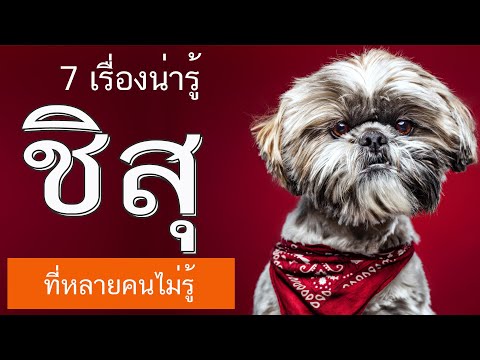 7 เรื่องที่คนไม่รู้ ชิ สุ เลี้ยง ยาก ไหม ชิ สุ Pantip ชิ สุ ธรรมดา วิธีดูแลขนชิสุ อาหารเสริม ชิ สุ