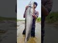 Amazing Wallago Fish Catching Technique  #fishing #fish #bigfish #shorts