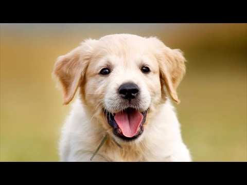 PUPPY LEAKED - YouTube