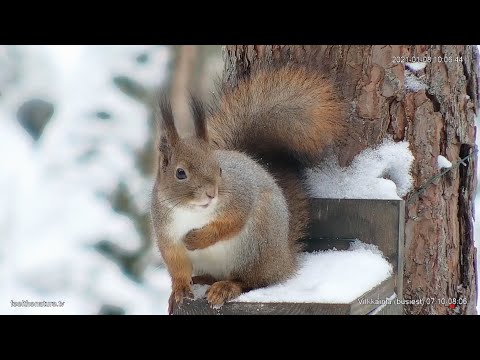 Nuuksio Forest Live Stream