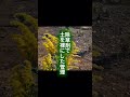 セイタカアワダチソウは花粉症の犯人じゃない。誤解されてきた草の、本当の役割をまとめました。