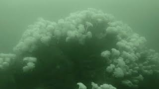 First person view scooter dive to the metridium mountain and aquarium intake pipe, Monterey, CA