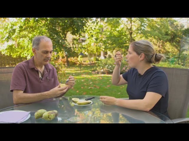 L'épicerie | Le pawpaw, un fruit d’ici class=