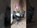 닭 우는 소리 닭 우는 소리