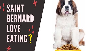 what to feed saint bernard puppies