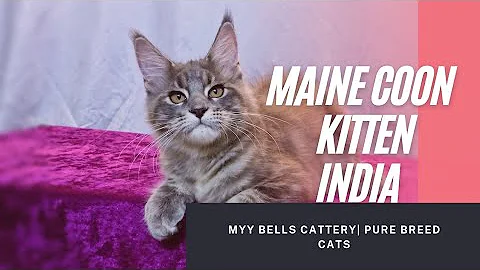 Video 848661: shorthair maine coon, maine coon kitten, exotic shorthair, persian cattery, persian girl, cat kitten, bells cattery