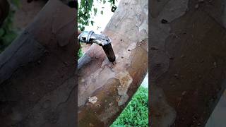 The grafting technique is very simple and practical. #Diygarden #airlayering #grafting #cangkok