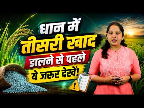 When to Apply the Third Fertilizer in Paddy? | 45–55 Day Paddy Farming | Paddy Farming | Dhaan ki...