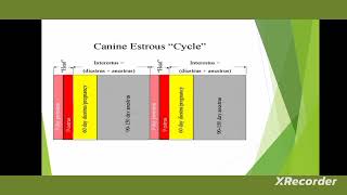 canine estrous cycle