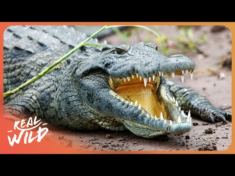 AUSTRALIA'S PREHISTORIC HUNTERS
