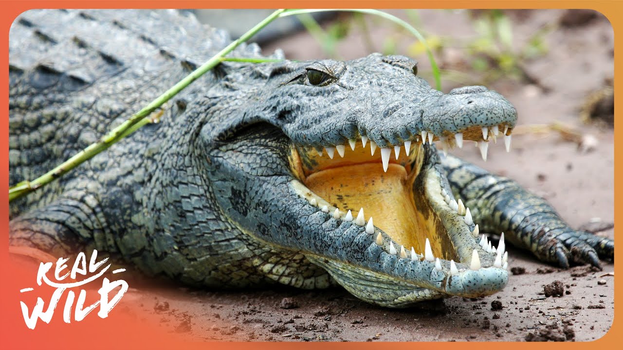 Documentary backdrop image for Australia's Prehistoric Hunters | Wildest Places (2025)