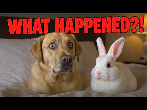 He Thought It Was Real… 😱🐶🐰