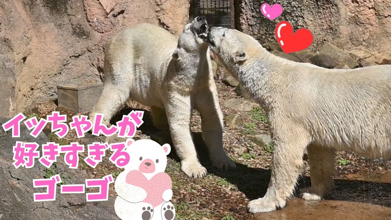 イッちゃん好きすぎて、何度も会いに行っちゃうホッキョクグマゴーゴ🐻‍❄️❤️(Polar Bear Gogo likes Icchan and goes to see him many times.)