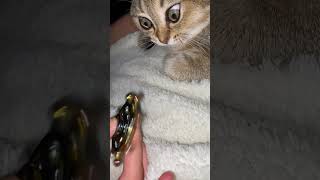Cat Mesmerized by Spinning Toy