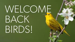 Bird Songs of Spring — Welcome Back Birds!