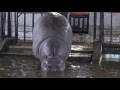 Калининградский зоопарк Бегемот - Hippopotamus