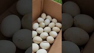 Where are our Easter Eggers laying? Profile
