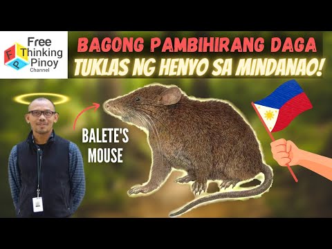 Video: Ang hayop na capybara ang pinakamalaking daga. Paglalarawan, larawan