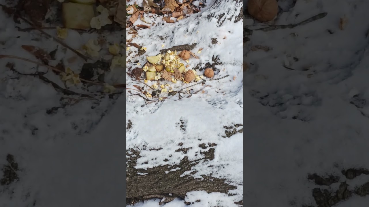 🐿️SQUIRREL 🥜HOLIDAY BUFFET🐿️🍏