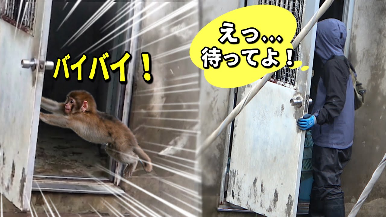 Leaving Dad Behind?! 🐵 Punch Runs Away to the Backyard Alone