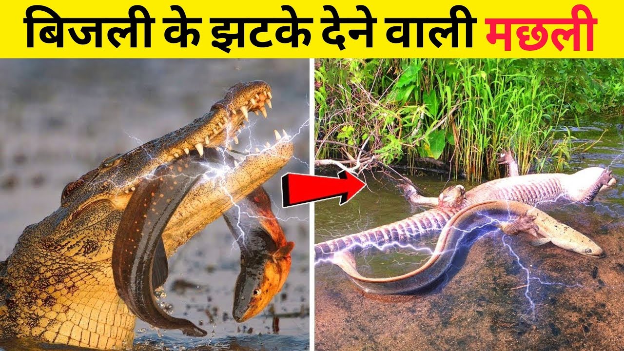 ये हैं दुनिया की सबसे खतरनाक मछली How Electric Eel Kills Thier Enemy