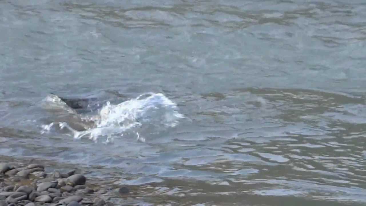 Elwha River Lake Aldwell Salmon Spawning YouTube
