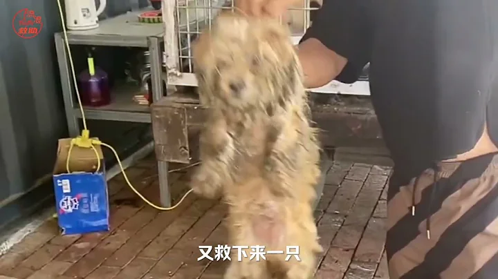我們很難，還要被道德綁架，有人說我們沒有救完這些狗狗，看看吧 - 天天要聞