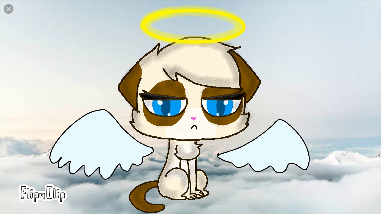 R.i.p grumpy cat :'(