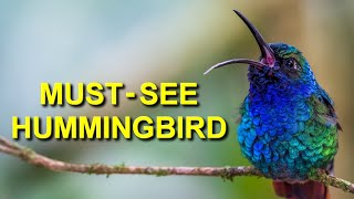Hummingbirds You Must See in Colombia
