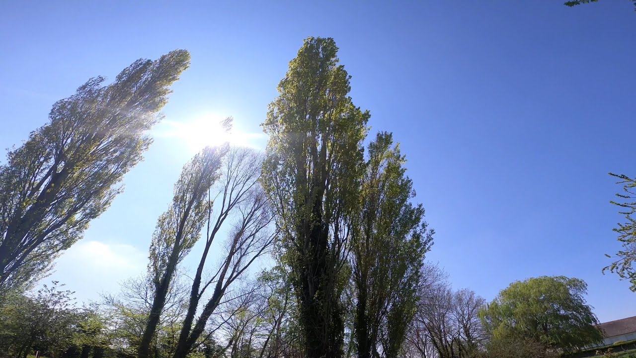 Démontage peuplier d'Italie 25m / Ms201 , 500i (arborist grimpeur #6)