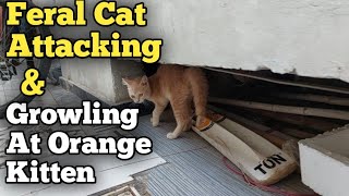 Feral Street Cat Suddenly Started Growling And Attacking Orange Rescue Kitten While Hiding