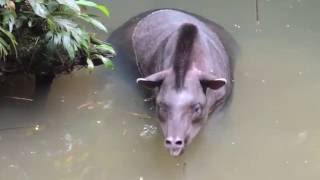 Estacion de Tapir Sarayaku