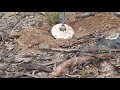 Detecting Big Nuggets in the Australian Bush November 2023 - DTGT Detecting The Golden Triangle