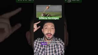 ¿Podría infectarnos el hongo Cordyceps