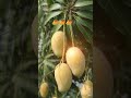 mango 🥭🥭🥭🥭 #shortvideo