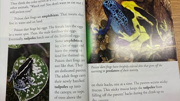 The Poison Dart Frog