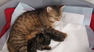 Сладкая кошка Sladi и новорожденные котята