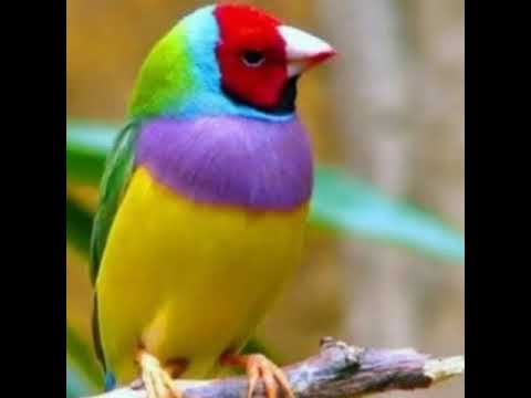 اغنيه كان يا مكان كان ف عصفور تتر مسلسل ساره