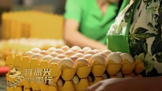贵州毕节：小食材创造大产业！东西部协作，鸡蛋36小时直通大湾区 「乡村振兴中国行」| 财经风云