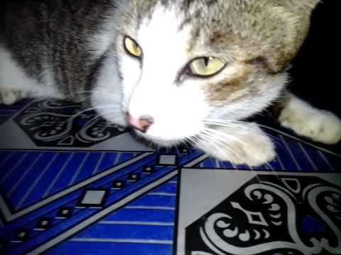 lucu kucing jilat tangan YouTube