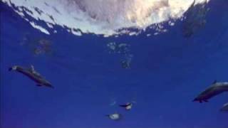 Dolphins Around The World - High Quality