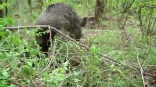 Boars in their own hideout