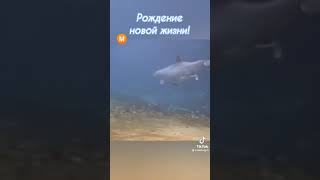 Рождение новый Жизни Дельфин 🐬🐬🐬🐬