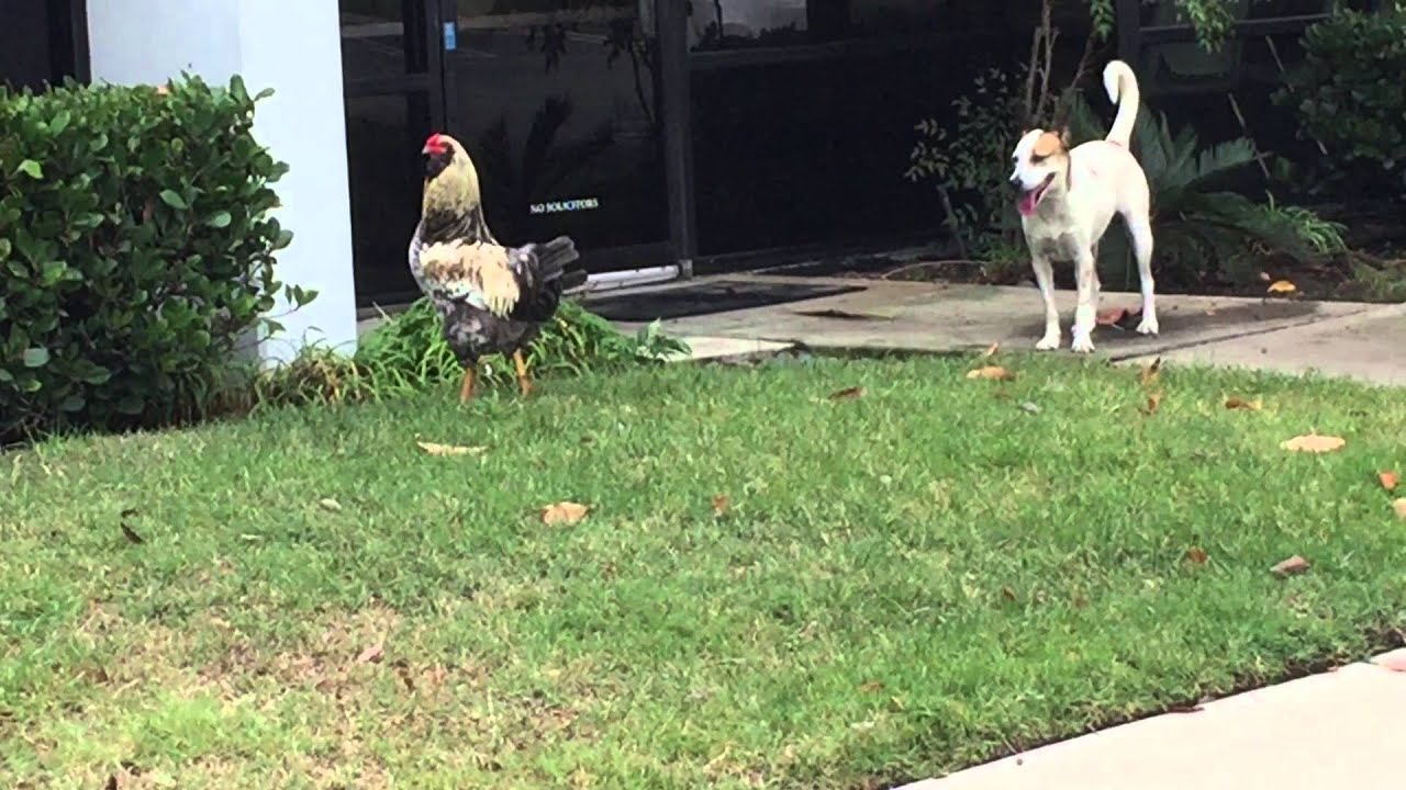 Cocky Rooster attacking dog YouTube