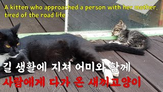 A kitten who approached a person with her mother, tired of the road life by 펜션 고양이랑 247,792 views 2 years ago 7 minutes, 35 seconds