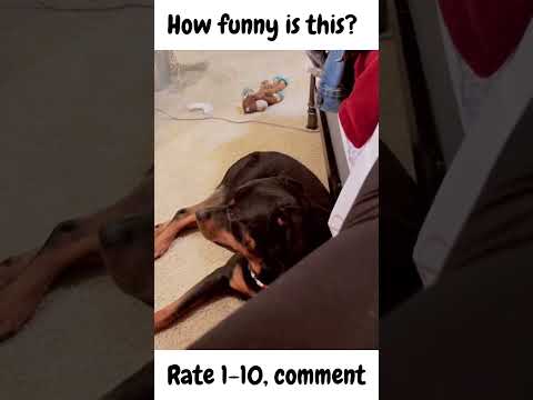 Watch the reaction of this dog to a fart prank, so hard not to laugh #shorts #dog #reaction #funny